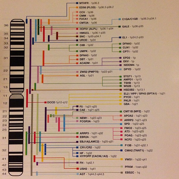 (extrait de) carte des maladies génétiques (vu au CMU)