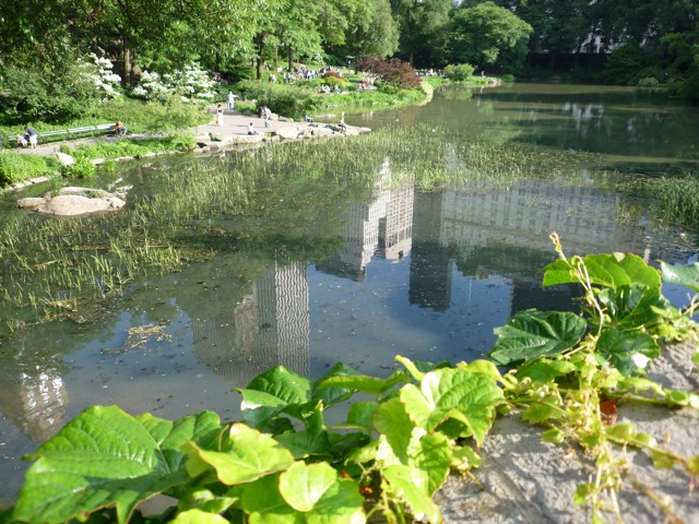 Reflections on a pond in Central Park