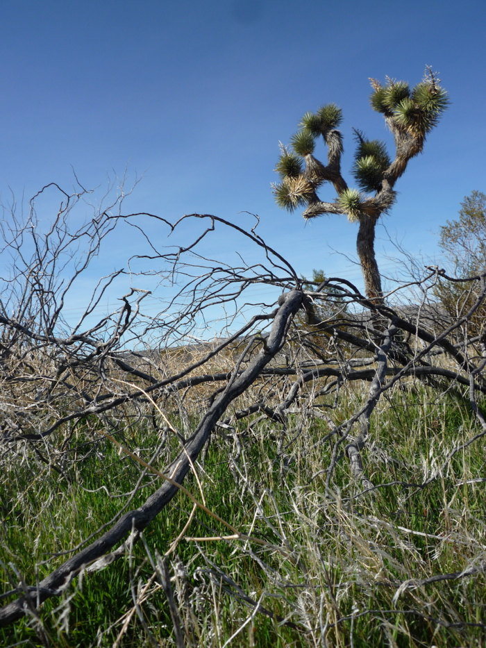 Desert (pic by Adrien)