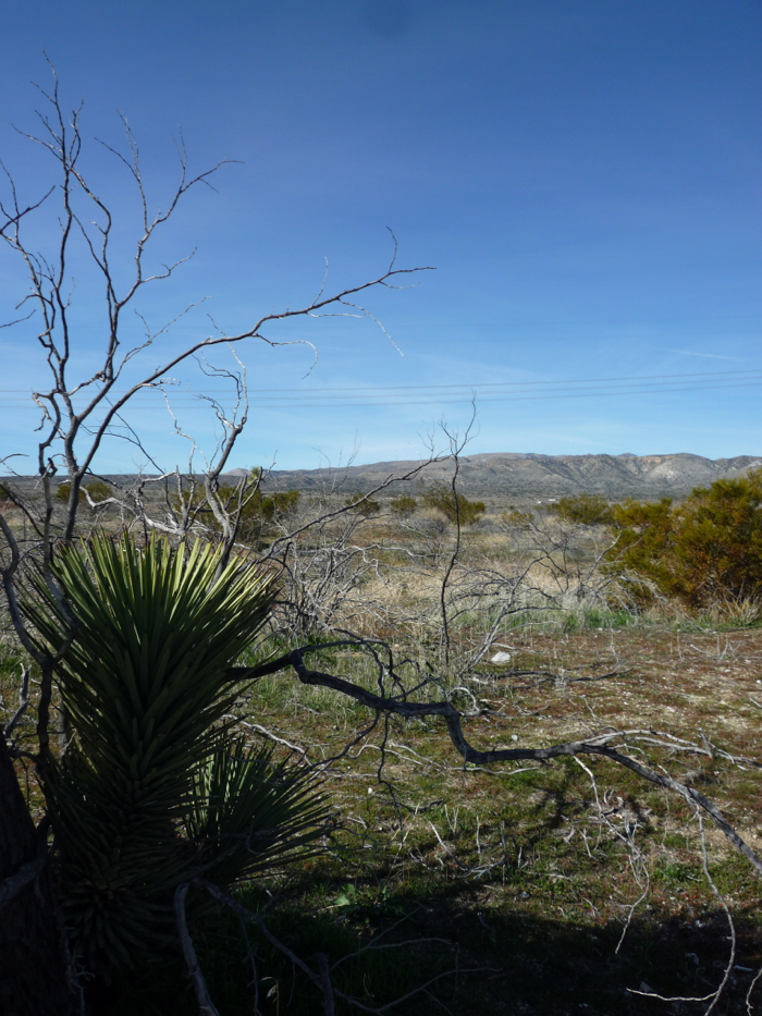 Sandy desert