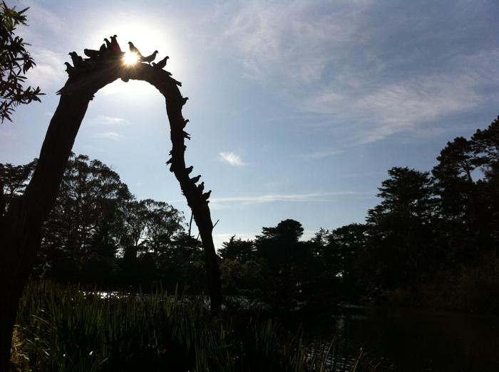 Golden Gate Park